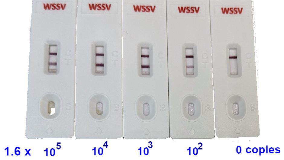 WSSV RP Rapid Test Kit
